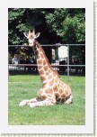 irafa- Giraffa camelopardalis * 2079 x 3118 * (733KB)