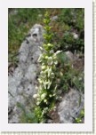 istec pm- Stachys recta3 * 2049 x 3073 * (336KB)