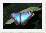 Morpho peleides2 * 2983 x 1989 * (403KB)