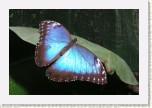 Morpho peleides3 * 2991 x 1994 * (423KB)