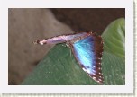 Morpho peleides4 * 3194 x 2129 * (486KB)