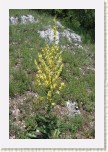 divizna knotovit- Verbascum lychnitis * 2065 x 3098 * (1.24MB)