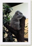 koala- Phascolarctos cinereus * 1989 x 2984 * (404KB)