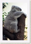 koala- Phascolarctos cinereus1 * 2076 x 3114 * (545KB)