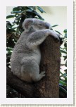 koala- Phascolarctos cinereus2 * 2146 x 3219 * (505KB)