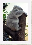 koala- Phascolarctos cinereus3 * 2065 x 3098 * (514KB)