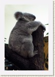 koala- Phascolarctos cinereus4 * 2015 x 3022 * (451KB)