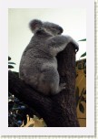 koala- Phascolarctos cinereus5 * 2023 x 3034 * (393KB)