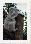 koala- Phascolarctos cinereus8 * 2499 x 3749 * (654KB)