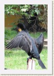 kormorn velk- Phalacrocorax carbo4 * 2085 x 3128 * (516KB)