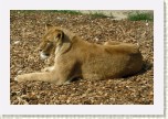 lev pustinn- Panthera leo1 * 2955 x 1970 * (952KB)