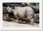 nosoroec indick-  Rhinoceros unicornis2 * 3013 x 2009 * (585KB)