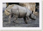 nosoroec indick-  Rhinoceros unicornis3 * 3009 x 2006 * (548KB)