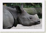 nosoroec indick-  Rhinoceros unicornis4 * 3156 x 2104 * (567KB)