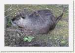 nutrie- Myocastor coypus * 2973 x 1982 * (779KB)