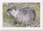 nutrie- Myocastor coypus1 * 3186 x 2124 * (870KB)