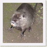 nutrie- Myocastor coypus3 * 3092 x 3092 * (1.13MB)