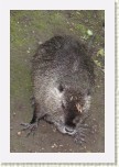 nutrie- Myocastor coypus5 * 1984 x 2976 * (696KB)