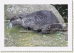 nutrie- Myocastor coypus6 * 3098 x 2065 * (581KB)