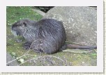 nutrie- Myocastor coypus7 * 3098 x 2065 * (799KB)