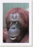 orangutan- Pongo pygmaeus * 1960 x 2940 * (265KB)