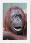 orangutan- Pongo pygmaeus2 * 2123 x 3185 * (335KB)