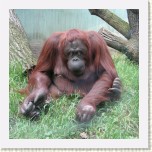 orangutan- Pongo pygmaeus3 * 3092 x 3092 * (916KB)