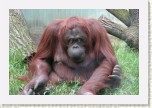 orangutan- Pongo pygmaeus4 * 3092 x 2061 * (596KB)