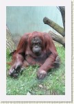 orangutan- Pongo pygmaeus5 * 2057 x 3086 * (628KB)