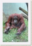 orangutan- Pongo pygmaeus7 * 2065 x 3098 * (709KB)