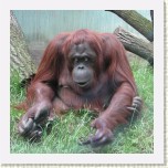 orangutan- Pongo pygmaeus8 * 2065 x 2065 * (512KB)