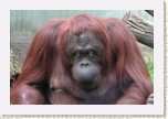 orangutan- Pongo pygmaeus9 * 3047 x 2031 * (409KB)