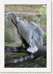 pelikn kadeav- Pelecanus crispus6 * 2114 x 3171 * (568KB)