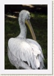 pelikn kadeav- Pelecanus crispus9 * 2067 x 3101 * (250KB)