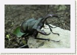 roh obecn- Lucanus cervus * 3092 x 2061 * (423KB)