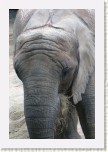 slon africk- Loxodonta africana13 * 2061 x 3092 * (594KB)