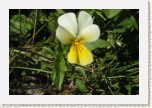 violka suov prav- Viola saxatilis saxatilis3 * 3013 x 2009 * (345KB)