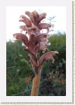 zraza alsask- Orobanche alsatica2 * 2124 x 3186 * (351KB)