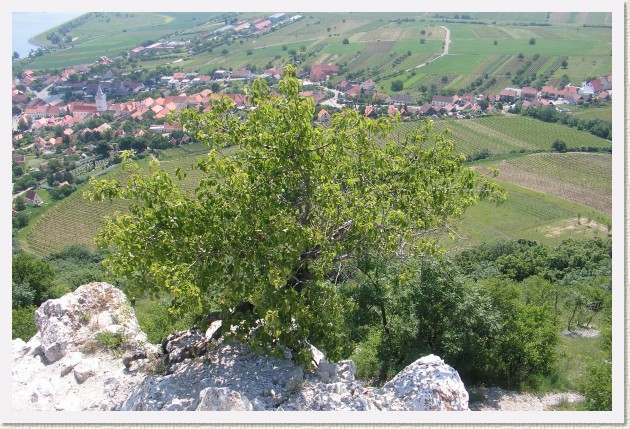 Dal�� sn�mek