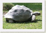 �elva obrovsk�- Geochelone gigantea2 * 3064 x 2043 * (768KB)