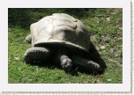 �elva slon�- Geochelone nigra1 * 3028 x 2019 * (794KB)