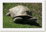 �elva slon�- Geochelone nigra2 * 3150 x 2100 * (864KB)