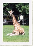 �irafa- Giraffa camelopardalis * 2079 x 3118 * (733KB)
