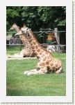 �irafa- Giraffa camelopardalis1 * 2085 x 3128 * (836KB)