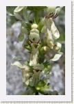 �istec p��m�- Stachys recta * 2065 x 3098 * (303KB)