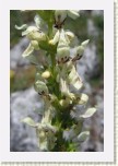 �istec p��m�- Stachys recta1 * 2065 x 3098 * (273KB)