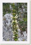 �istec p��m�- Stachys recta2 * 1935 x 2903 * (381KB)