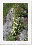 �istec p��m�- Stachys recta3 * 2049 x 3073 * (336KB)