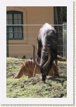 Nyala n�inn�- Tragelaphus angasii * 1973 x 2960 * (483KB)