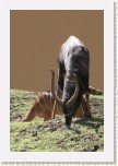 Nyala n�inn�- Tragelaphus angasii1 * 1973 x 2960 * (420KB)